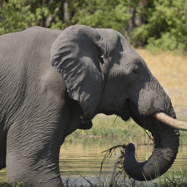 BOTSWANA, ZIMBABWE & ÁFRICA DO SUL