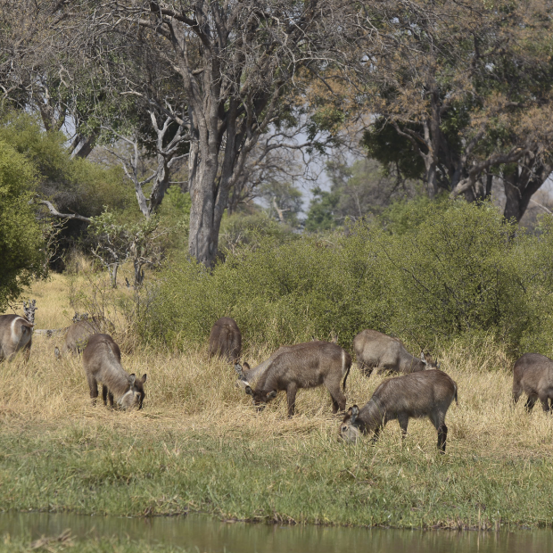 BOTSWANA, ZIMBABWE & ÁFRICA DO SUL