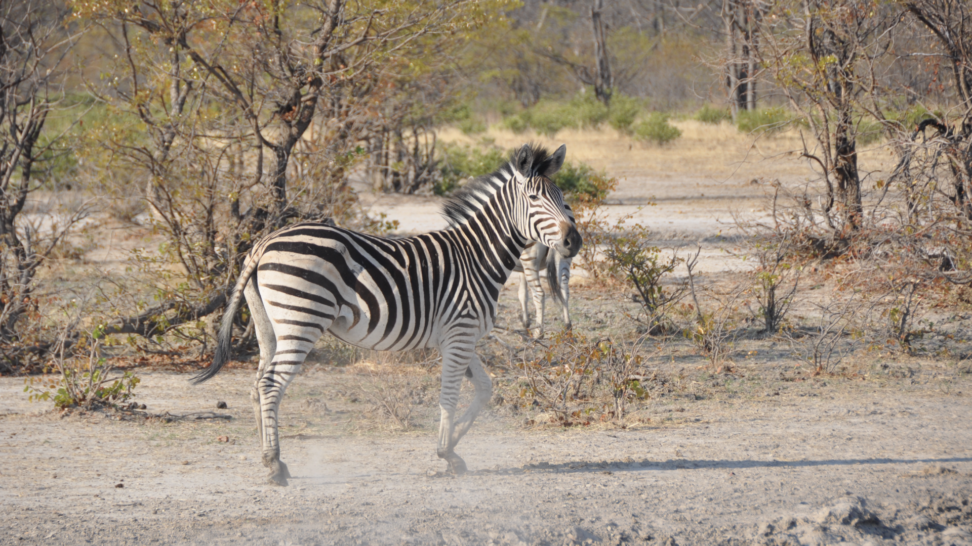 BOTSWANA, ZIMBABWE & ÁFRICA DO SUL