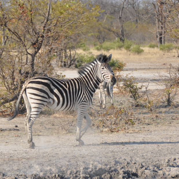 BOTSWANA, ZIMBABWE & ÁFRICA DO SUL