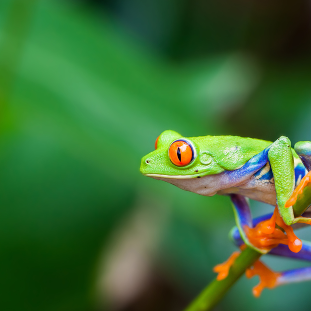 COSTA RICA