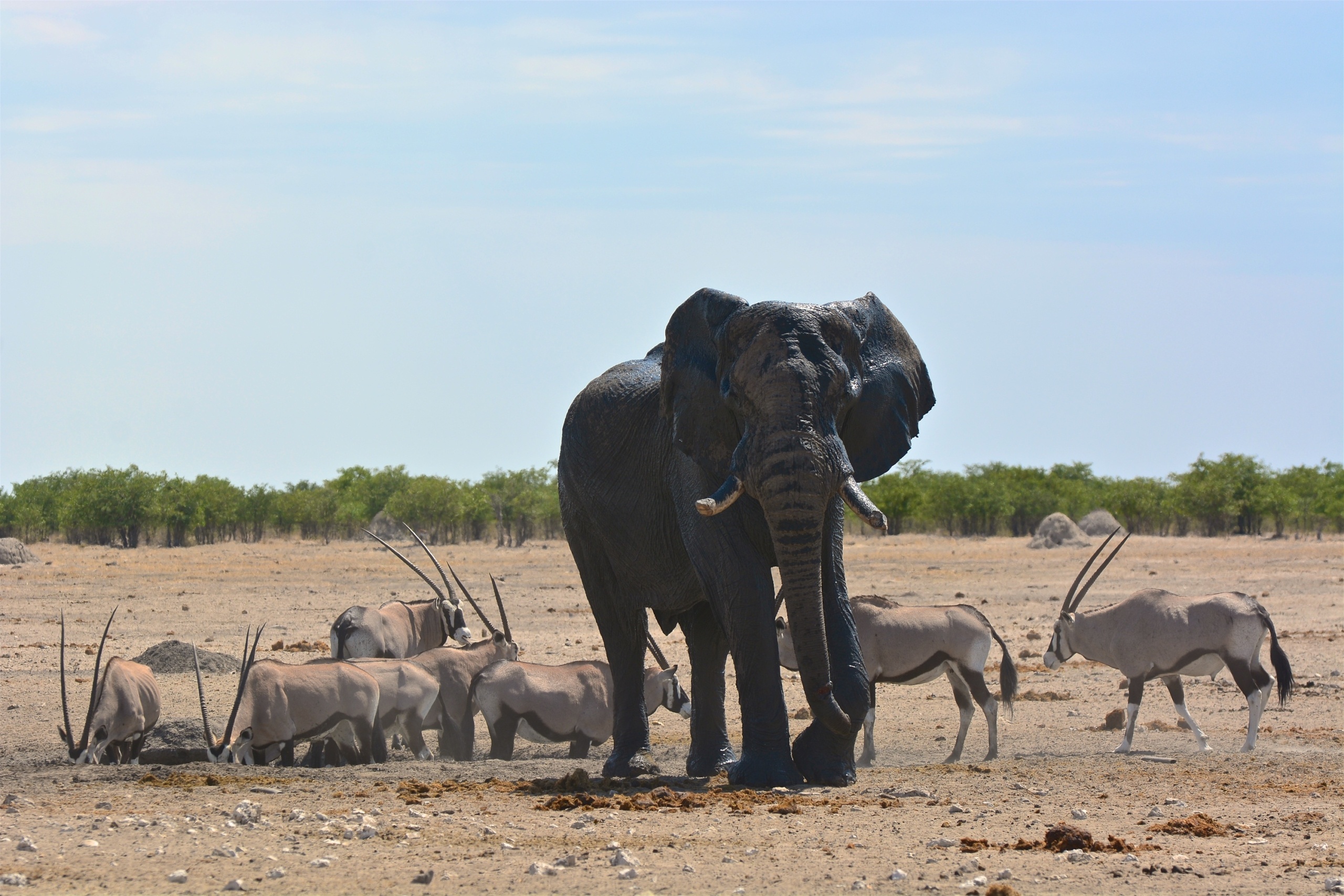 Elefante com vários órix em waterhole